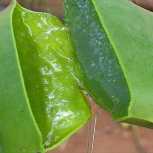 Thrombosed External Hemorrhoids - Hemorrhoids